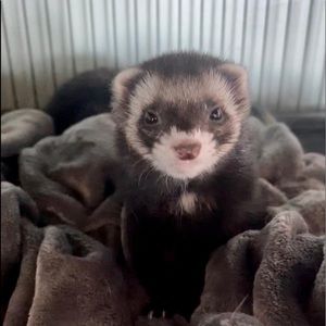 Meet your Posher, Janice